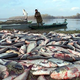 Hundreds of fish contaminated with GE-dumped PCBs lie dead on the banks of a river.